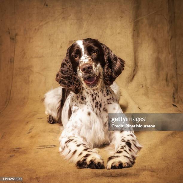 english springer spaniel - english springer spaniel - fotografias e filmes do acervo