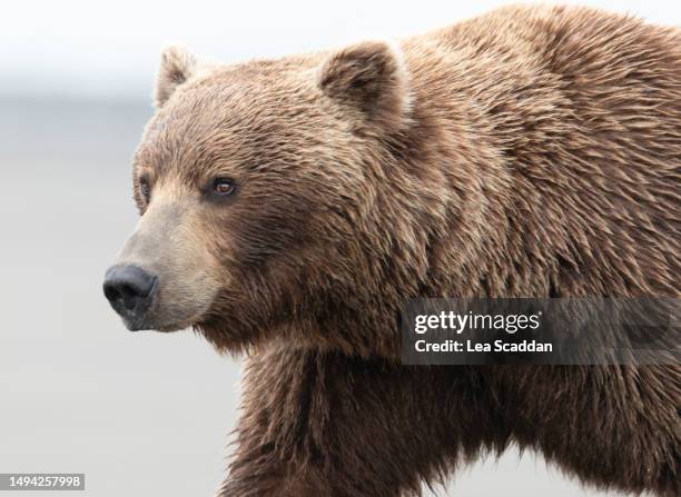 brown bear - braunbär stock-fotos und bilder
