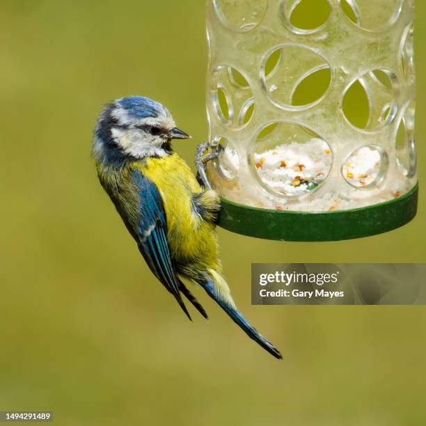 blue tit bird on garden feeder - bird seed stockfoto's en -beelden