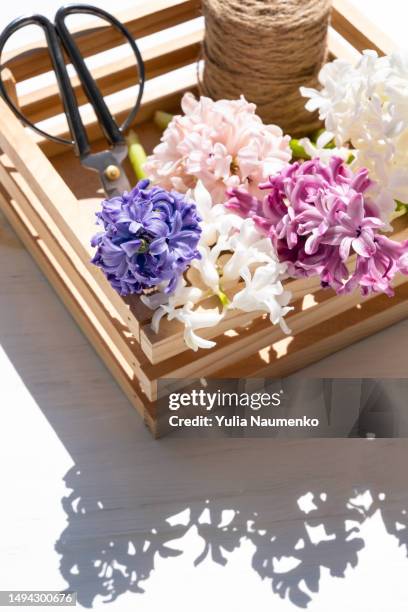 pink hyacinths in a box. bright sunlight. - arrangements of flowers stock pictures, royalty-free photos & images