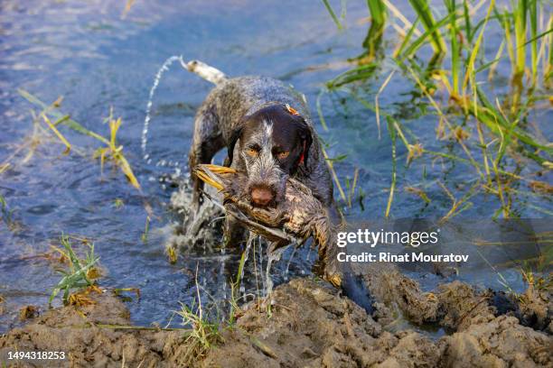 kurtshaar - german shorthaired pointer stock pictures, royalty-free photos & images