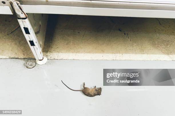 Warehouse Rats Rodent Warehouse Photos and Premium High Res Pictures - Getty Images