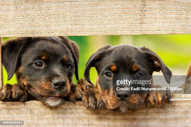close-up portrait of puppies,indonesia - rottweiler imagens e fotografias de stock