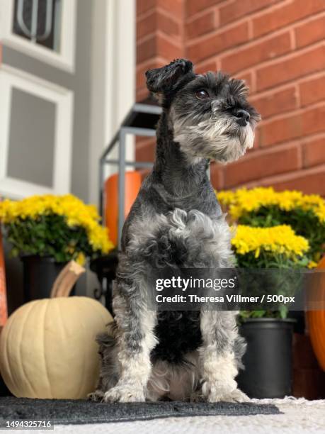 close-up of schnauzer sitting by potted plant,osage township,missouri,united states,usa - schnauzer stock pictures, royalty-free photos & images
