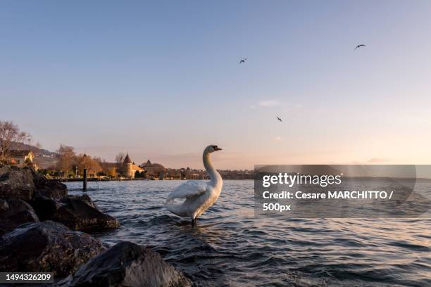 a swan on the beach,switzerland - seeufer stock-fotos und bilder