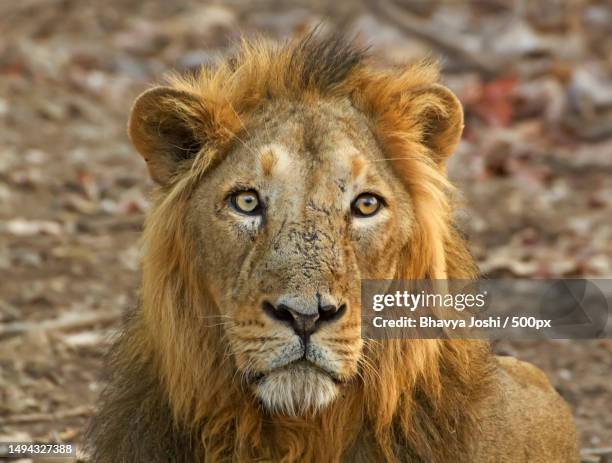 asiatic lion,gir national park,gujarat,india - ギールフォーレスト国立公園 ストックフォトと画像