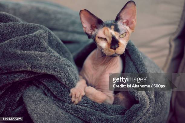 portrait of cat relaxing on bed at home,chicago,illinois,united states,usa - chicago sweets stock pictures, royalty-free photos & images