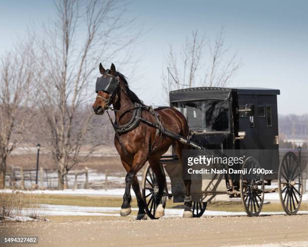sunday stroll - carriage wheel stock pictures, royalty-free photos & images
