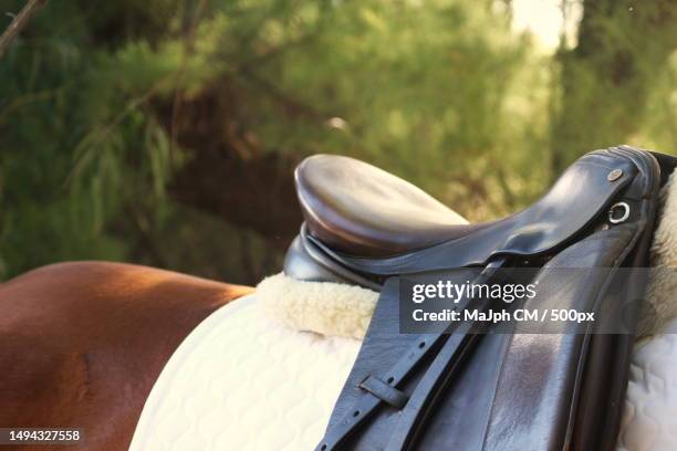 close-up of saddle and thoroughbred horse,pedro luro,province of buenos aires,argentina - imbracatura di pelle foto e immagini stock