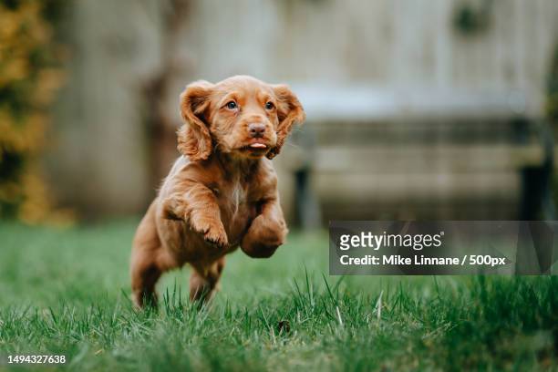 cocker spaniel puppy playing - cocker spaniel stock pictures, royalty-free photos & images