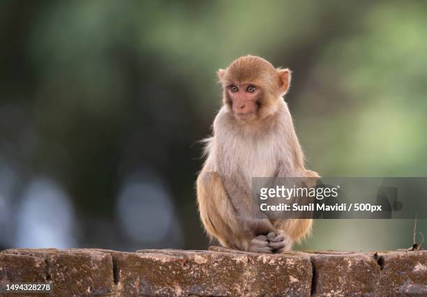 cute monkey,jim corbett national park,india - rhesus macaque stock pictures, royalty-free photos & images