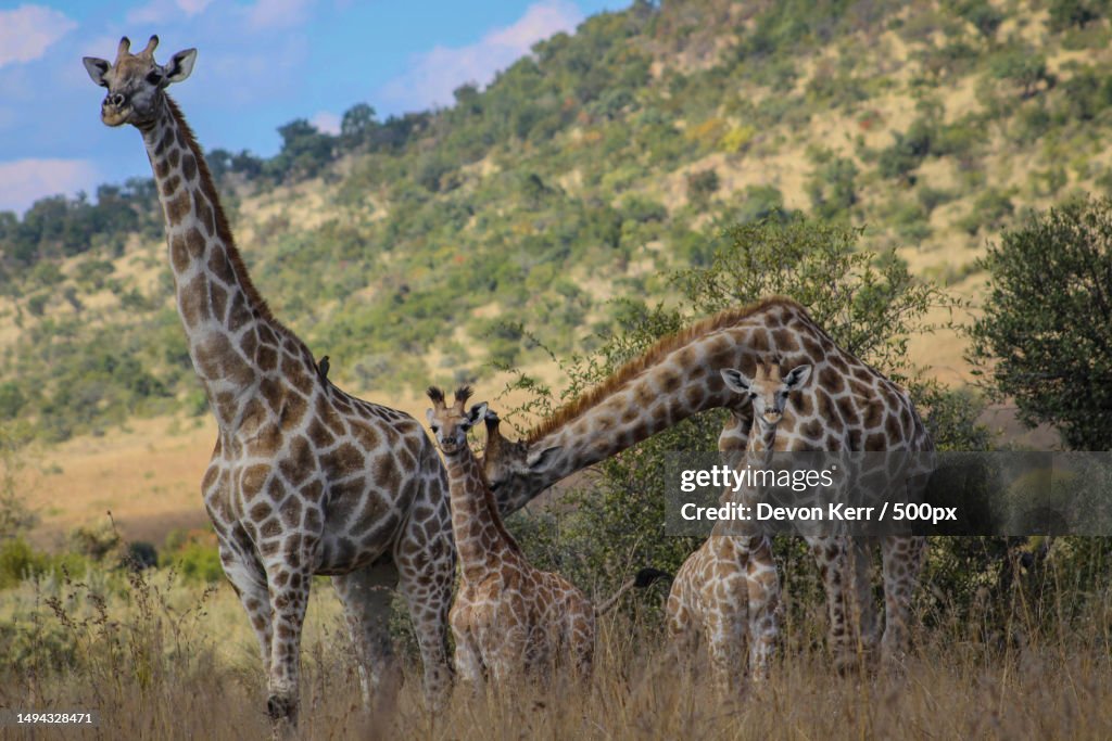 Giraffe Family,Pilanesberg National Park,South Africa