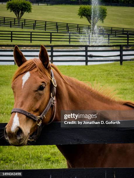 posing horse & fountain - kentucky horses stock pictures, royalty-free photos & images