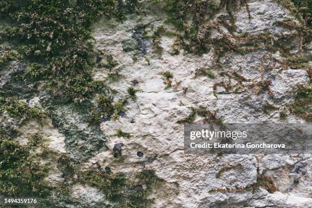 the surface of a stone rock with green moss - rock face stock pictures, royalty-free photos & images