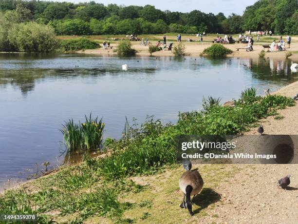 jubilee pond, wanstead flats, park, forest gate, e7, london, uk - daniela stock pictures, royalty-free photos & images