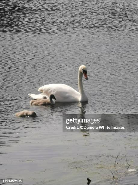 jubilee pond, wanstead flats, park, forest gate, e7, london, uk - cygnet stock pictures, royalty-free photos & images