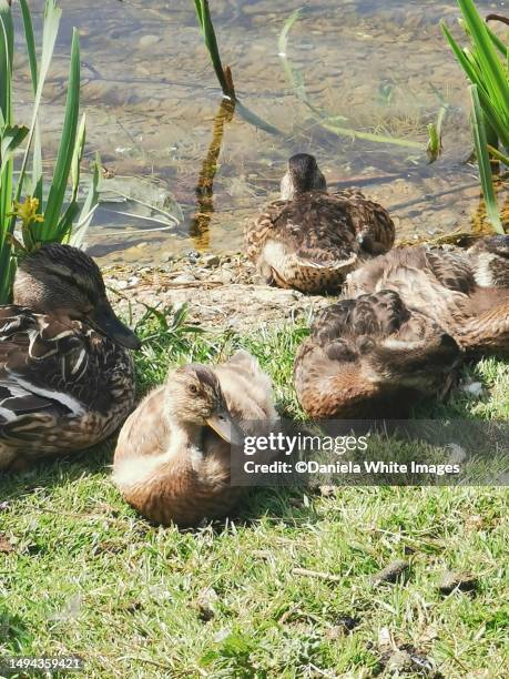 jubilee pond, wanstead flats, park, forest gate, e7, london, uk - daniela stock pictures, royalty-free photos & images