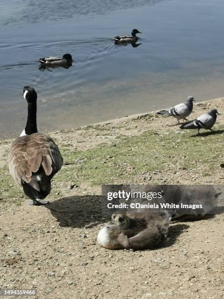 jubilee pond, wanstead flats, park, forest gate, e7, london, uk - daniela stock pictures, royalty-free photos & images