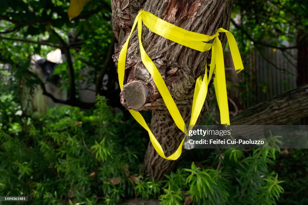 Yellow ribbon tied on a tree