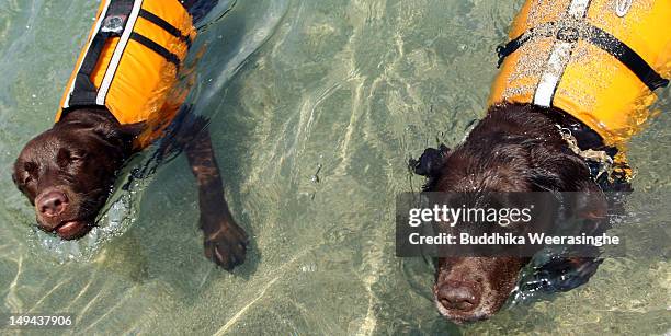 Pet dogs, Bongo and Honga bath in the water at Takeno Beach on July 28, 2012 in Toyooka, Japan. This beach is especially open for dogs and their...