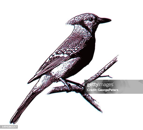 blue jay perching on branch with glitch technique - blue jay stock illustrations