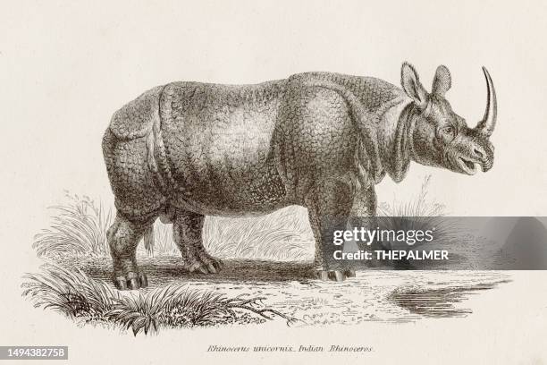 great indian rhinoceros engraving 1851 - rhinoceros stock illustrations