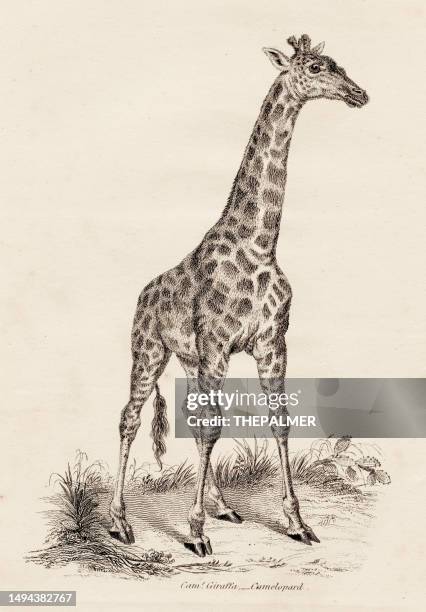 giraffe engraving 1851 - giraffe stock illustrations