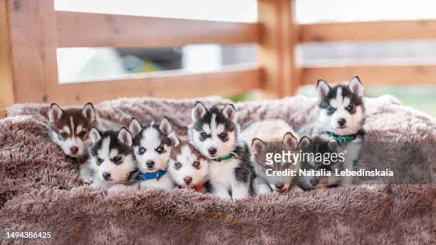 charming husky puppies: portrait of eight black and beige cuties relaxing on a cozy couch - husky blue eyes stock pictures, royalty-free photos & images