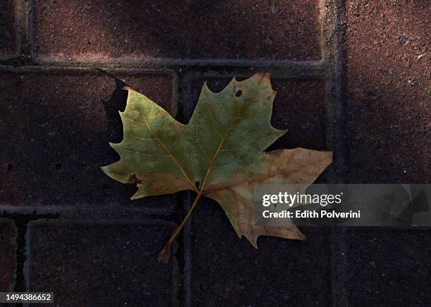 platanus × acerifolia leaf - platanus acerifolia stock pictures, royalty-free photos & images