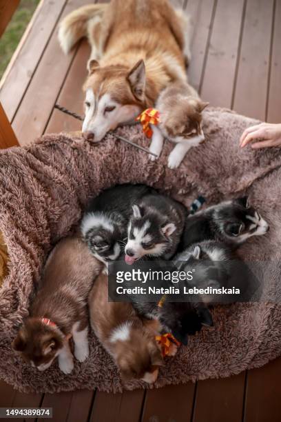 magical bond: beige male husky engages puppies with wand, creating an endearing scene on dog bed" - husky blue eyes stock pictures, royalty-free photos & images