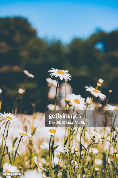 chamomile herb in flower meadow - marguerite daisy stock pictures, royalty-free photos & images