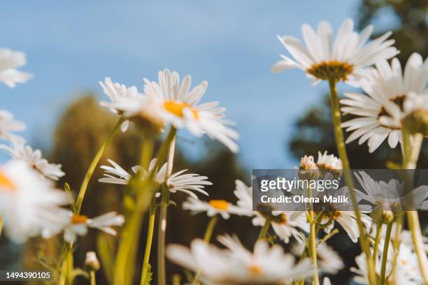 chamomile herb in flower meadow - herb stock-fotos und bilder