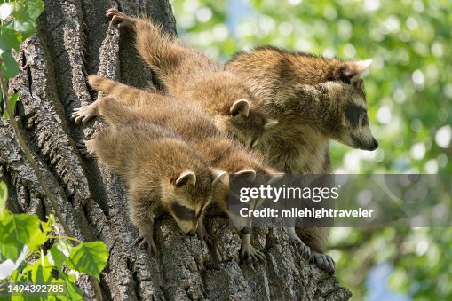 Wild raccoon family climb cottonwood tree Bear Creek Lakewood Colorado Wild raccoon family climb cottonwood tree Bear Creek Lakewood Colorado