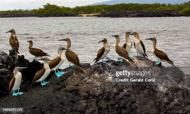 la sula dai piedi azzurri (sula nebouxii) è un uccello marino originario delle regioni subtropicali e tropicali dell'oceano pacifico orientale. punta vincente roca; isola isabela; isola di albermarle; parco nazionale delle isole galapagos; ecuador. sulif - originario delle isole delloceano pacifico foto e immagini stock