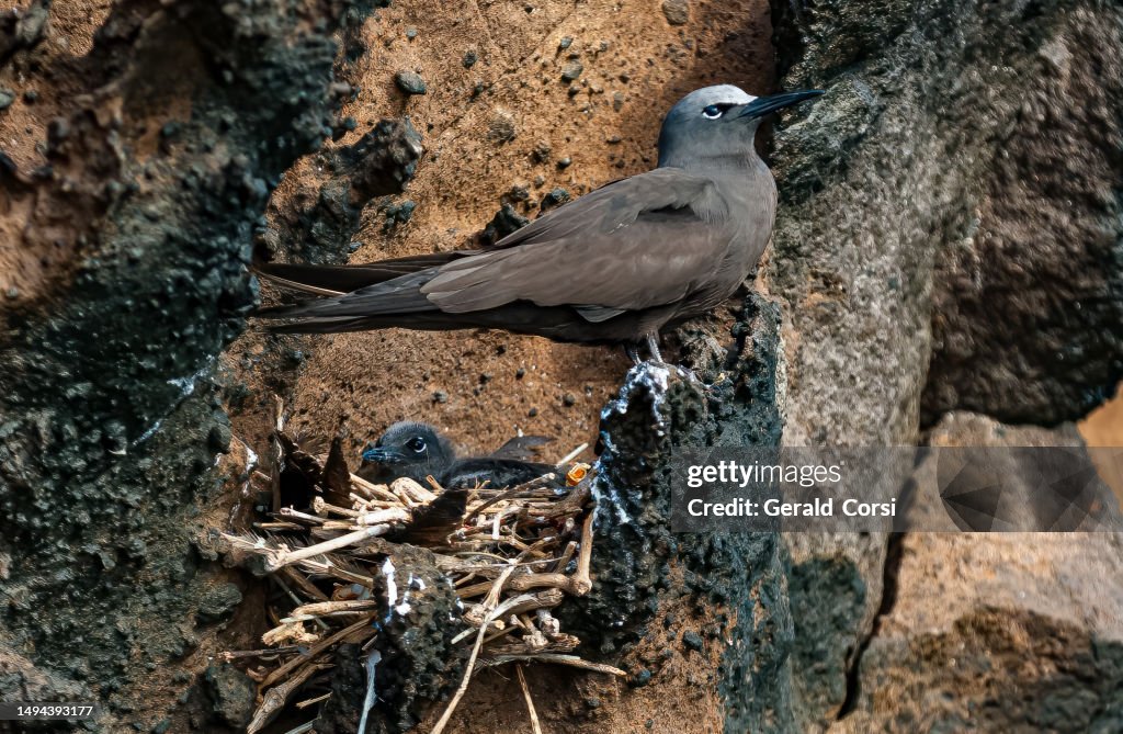 Lesser Noddiesnesting The Brown Noddy Or Common Noddy Is A Seabird In The Family Laridae ...