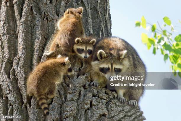 野生のアライグマの家族がコットンウッドの木に登るベアクリークレイクウッドコロラド - コロラド州 レイクウッド ストックフォトと画像