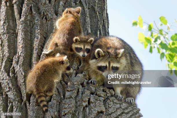 wild raccoon family climb cottonwood tree bear creek lakewood colorado - bandit stock pictures, royalty-free photos & images