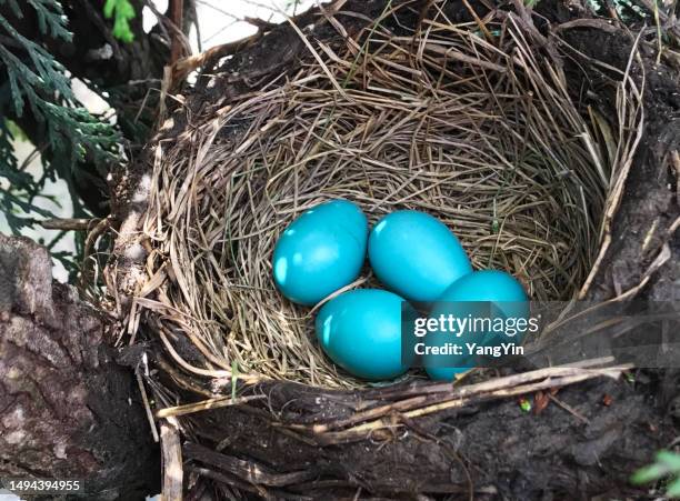 four blue robin eggs in straw nest, nestled in tree - american robin stock pictures, royalty-free photos & images