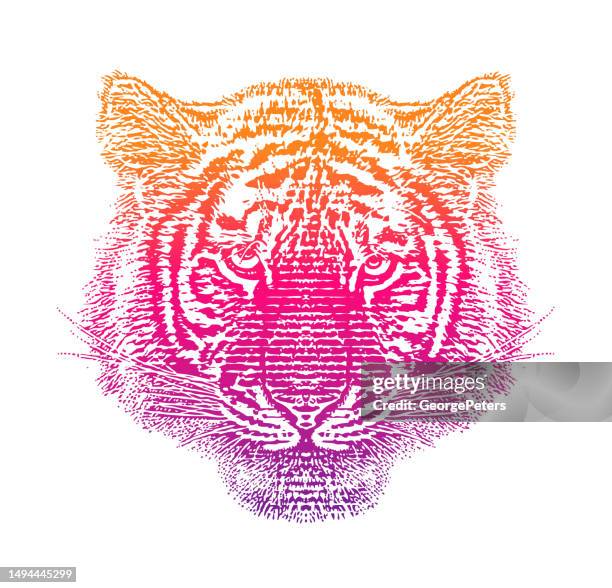 siberian tiger head - tiger face stock illustrations