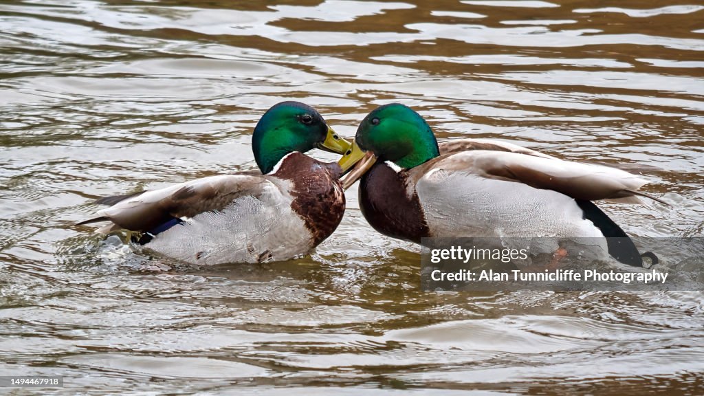 Two male mallards