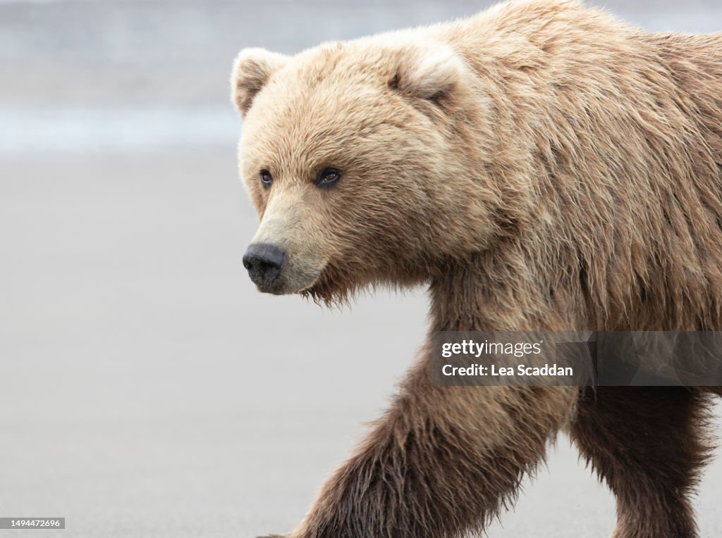 Bear On The Beach High-Res Stock Photo - Getty Images