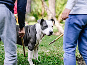 People with sticks mistreating a frightened dog. Selective focus