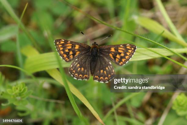 a rare duke of burgundy butterfly, hamearis lucina, perching on a plant. - hamearis lucina stock pictures, royalty-free photos & images