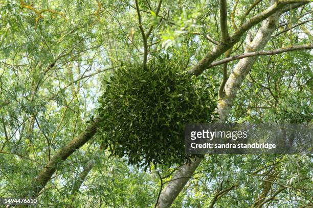 mistletoe, viscum album, growing on a tree in woodland. - parasitic ストックフォトと画像