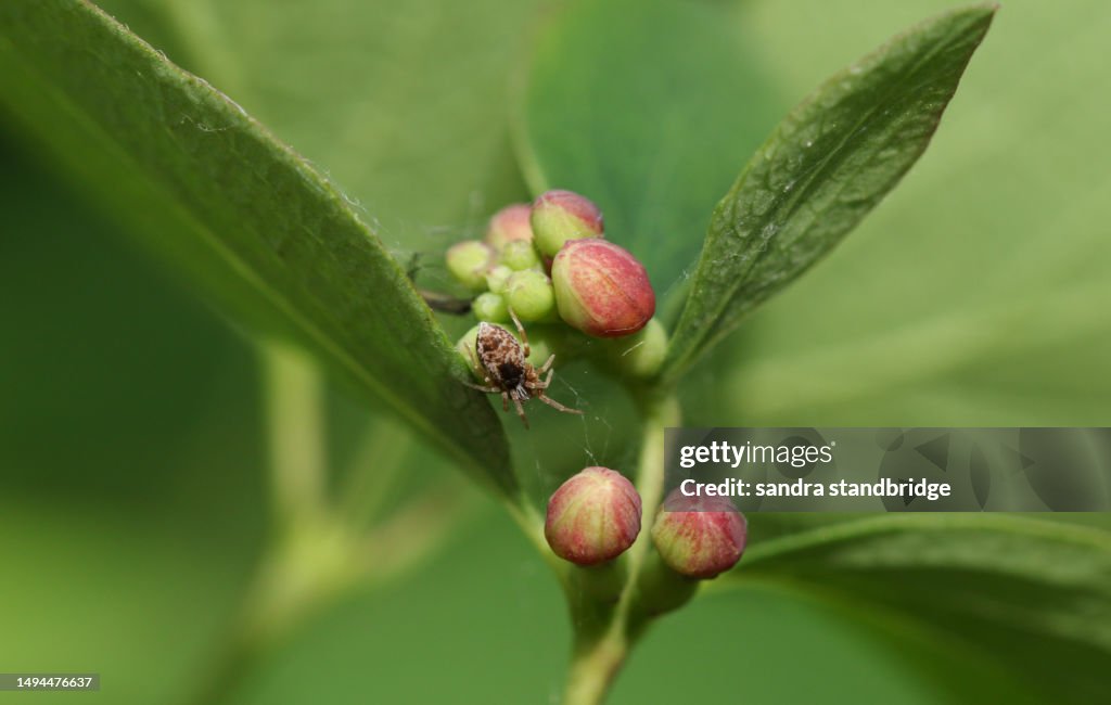A tiny Mesh-webbed Spider, Dictynidae, on its web on a snowberry bush.