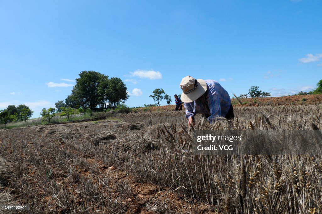 Wheat Harvest In Pingdingshan