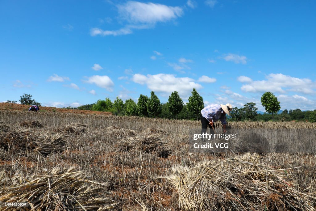 Wheat Harvest In Pingdingshan