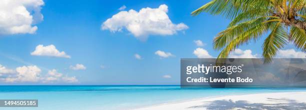 tropical sandy beach background, green palm leaves, calm sea shore. horizon sunny blue sky, idyllic clouds. mediterranean coastal beach, panoramic vacation scene with copy space. exotic travel landscape - clear sky stockfoto's en -beelden