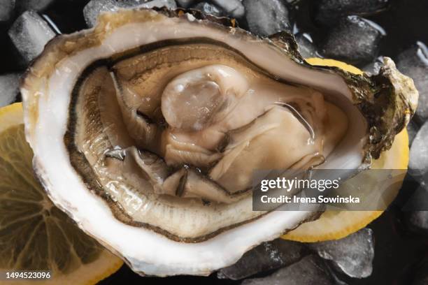 raw oyster - ostrica foto e immagini stock