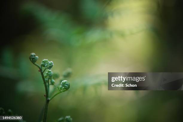 close-up of ferns in twilight in summer - frond stock pictures, royalty-free photos & images